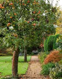 Buy garden plants from online garden centre gardening express the uk's no.1 trees in containers add style and sophistication to your garden. The Apple Trees To Pick For A Home Garden Wsj