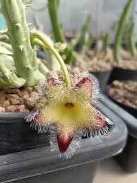 Image result for Tridentea marientalensis