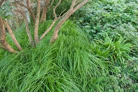 Image result for Carex angolensis