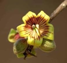 Image result for Searsia rogersii