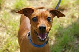 If your dog has lost interest in meal times, illness is likely the cause. Think Twice Before You Cut Off Your Dog S Balls Huffpost