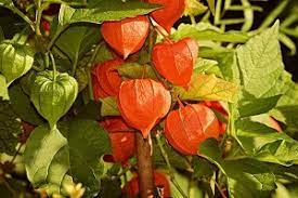 Enter your designs or view winning designs from the spoonflower vegetable & herb gardens challenge. The Chinese Lantern Plant Meaning And Symbolism Fengshuied