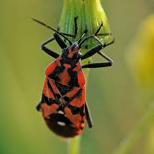 Stink bugs can damage ornamental plants, fruit trees, and gardens, but they are more of a nuisance than a threat to people. Stink Bug Pictures How To Identify Common Stink Bugs In U S