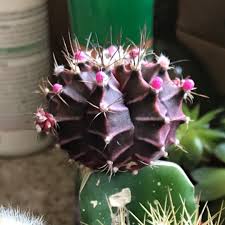 Many species of cacti can survive for decades. Gymnocalycium Mihanovichii Var Friedrichii Purple Moon Cactus In Gardentags Plant Encyclopedia