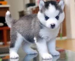 How much will a husky puppy cost? 11 Siberian Husky Puppies For Sale Ideas Puppies Husky Puppy Husky Dogs