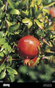 Image result for Punicaceae