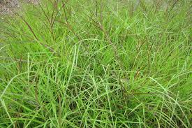 Image result for Hemarthria