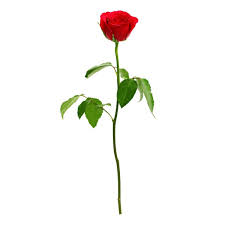 Lots of flowers on one stem. Single Stem Rose Each Delivery Or Pickup Near Me Instacart