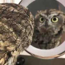 This is a short but sweet video of trude the owl taking a bath. Beautiful Owls Video Home Facebook