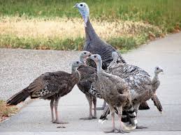 Artist lynne parks examines the toll urban light pollution takes on migrating birds. Amateurnithologist 2016