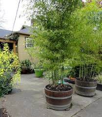 Bamboo grown in pots and containers. 14 Bamboo In Pots Ideas Bamboo In Pots Outdoor Gardens Bamboo Garden