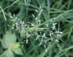 Image result for Eragrostis moggii