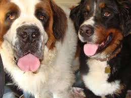 st bernard and bernese together 3 saint bernard dog bernese mountain dog mountain dogs