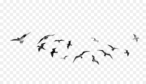 Mentahan editan gambar hd yang sudah saya kumpulkan dari berbagai sumber dan saya satukan agar lebih mudah kalian dapatkan. Vogel Picsart Foto Studio Desktop Wallpaper Bearbeiten Flying Bird Png Herunterladen 1600 900 Kostenlos Transparent Linie Png Herunterladen