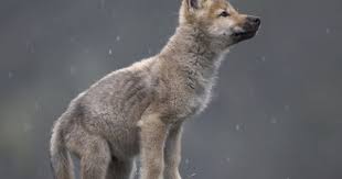 Wolves Wolf Pup Grey Wolf Wolf Puppy