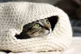 Handy with a crochet hook? Crochet A Sweater For Your Cat Free Patterns Grandmother S Pattern Book