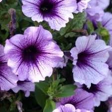 Fleurs d'été et vivaces pour jardinières au soleil. 27 Meilleures Idees Sur Fleurs Plein Soleil Fleurs Plein Soleil Fleurs Fleurs Annuelles