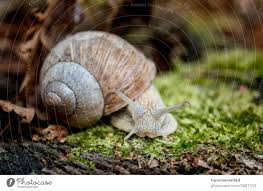Edible Snail Escargot Helix Pomatia En 2020 Paludarium