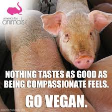 On With Images Vegan Quotes Vegan Animals Going Vegan