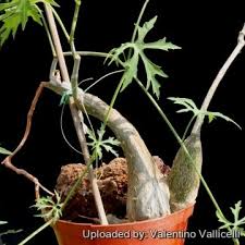 Image result for Cissus crusei