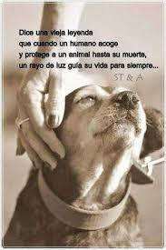 Resultado de imagen para La mas hermosa frase sobre el perro   con imagen