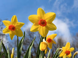 Ultimate Guide To The Narcissus Flower Meaning Symbolism Petal Republic