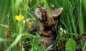As you can see there are countless ways to try to stop cats from pooping in your garden, some methods are more effective than others but there are several which can be attempted with little or no expense. How To Stop Cats From Pooping In The Garden Express Co Uk