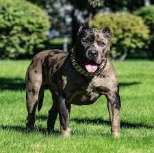 We are a community of dog lovers, committed to connecting the nation with bigger & cheaper breeds. I Am Betta On Twitter Pitbull American Bully Pitbull Welpen