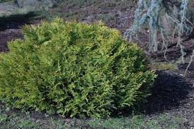 Image result for Tephrosia nana