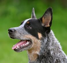 Black Australian Cattle Dog Blue Heeler Mix Australian Cattle Dog Blue Heeler Dogs Austrailian Cattle Dog Dogs