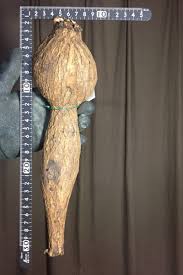 Image result for Dolichos kilimandscharicus