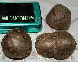 宇宙芋 エアーポテトを生かじりした ワイルドムーン ｌife
