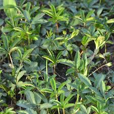 Image result for Potentilla simplex