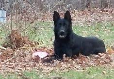 German shepherd dog breeders below is a sample search of our german shepherd dog breeders with puppies for sale. 8 Large German Shepherd Ideas Large German Shepherd German Shepherd Shepherd