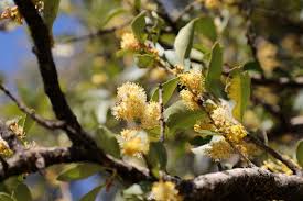 Image result for Scolopia zeyheri