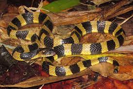 Banded Krait Bungarus Fasciatus Snake Images Animals Snake