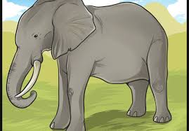 See more ideas about animal kingdom colouring book, millie marotta, animal kingdom. How To Draw Elephants Trending Difficulty Any Dragoart Com