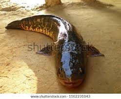 The giant snakehead is also a good food fish, and is often served in chinese restaurants. Shutterstock Puzzlepix