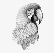 Take your pencil or pen down from the horizontal line until it meets the end of the vertical line. Parrot Bird Pencil Sketch Head Transprent Png Parrot Drawing Realistic Transparent Png 581x800 Free Download On Nicepng