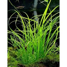 Image result for Cyperus rigidifolius