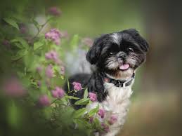 We did not find results for: How Much Exercise Does A Shih Tzu Need Pitpat