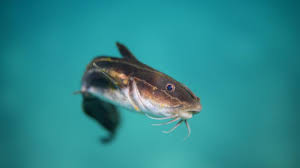 7 langkah budidaya ikan lele lengkap. Ketahui Protein Ikan Lele Lebih Aman Dibanding Ikan Laut Gaya Tempo Co
