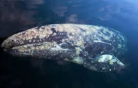Ballena Gris