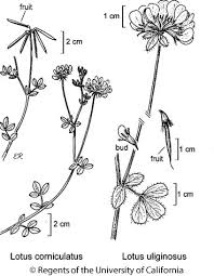 Image result for Lotus corniculatus