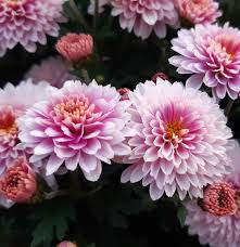 Image result for Chrysanthellum indicum
