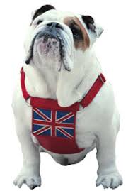 Because the bulldog was revived solely for the conformation venue, selective breeding for appearance severely compromised the health and lifespan of this once agile, athletic and happy breed. Uk Flag Leather Dog Harness Holly Lil Collars Handmade In Britain Leather Dog Collars Leads Dog Harnesses