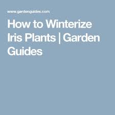 Allow only natural rainfall until the following spring so the iris has a chance to go dormant. How To Winterize Iris Plants Garden Guides Garden Guide Plants Iris