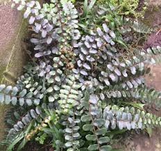 Image result for Pellaea doniana