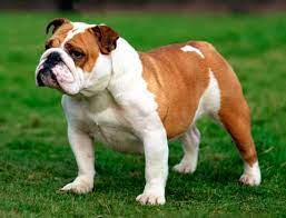 gruming anglijskogo buldoga uhod za sherstyu anglijskogo buldoga porody sobak royal groom anglijskie buldogi buldog porody sobak