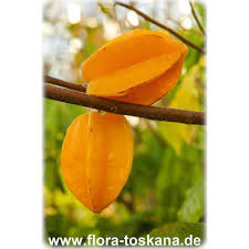 Image result for Averrhoa carambola